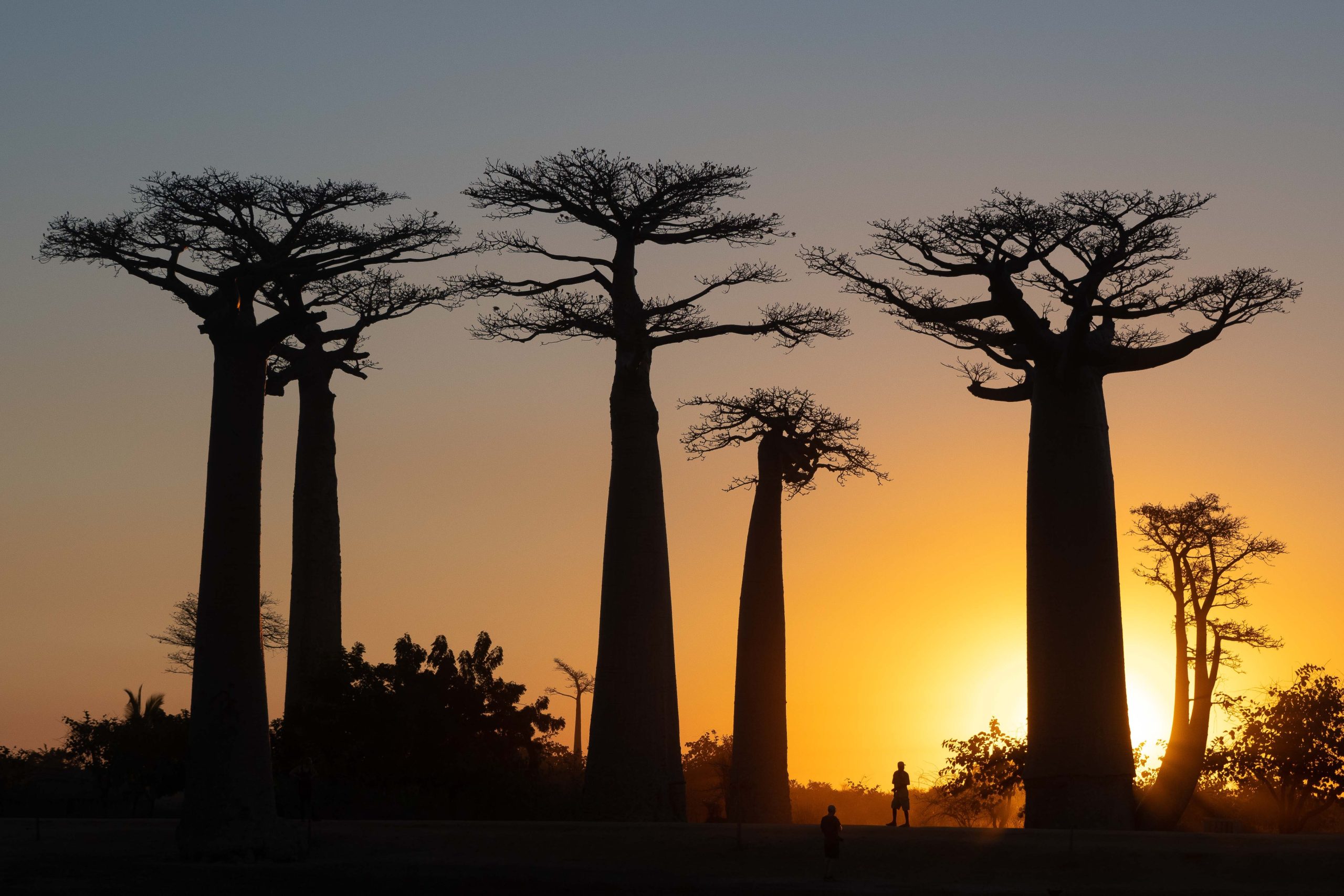 Baobabs on the Avenue of the Baobabs silhouetted against a clear sunset near Morondava